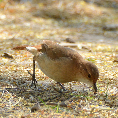 Creamy-Rumped Miner